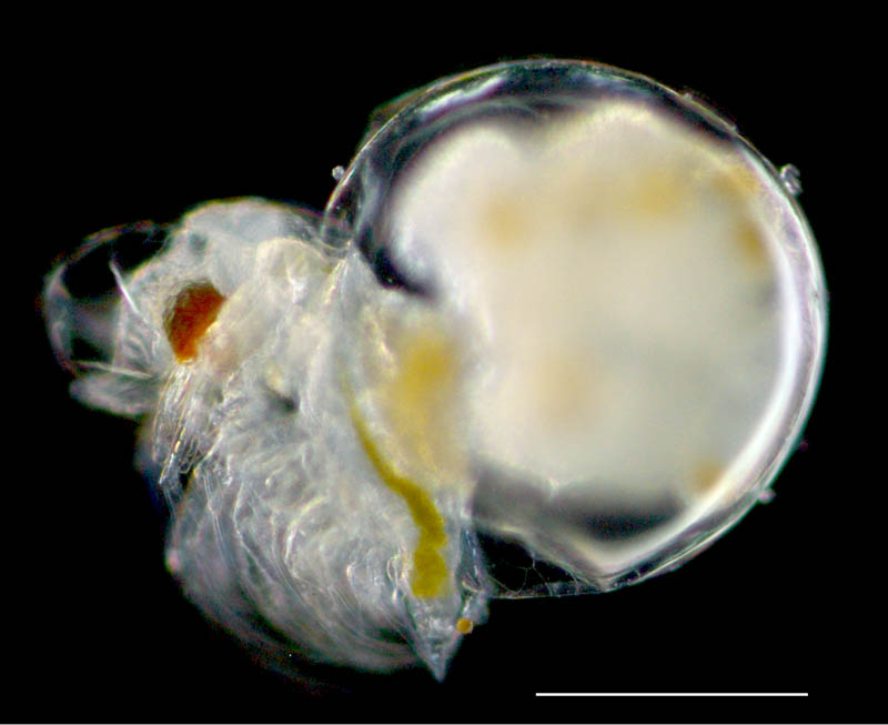 コウミオオメミジンコ　（Podon polyphemoides）の画像