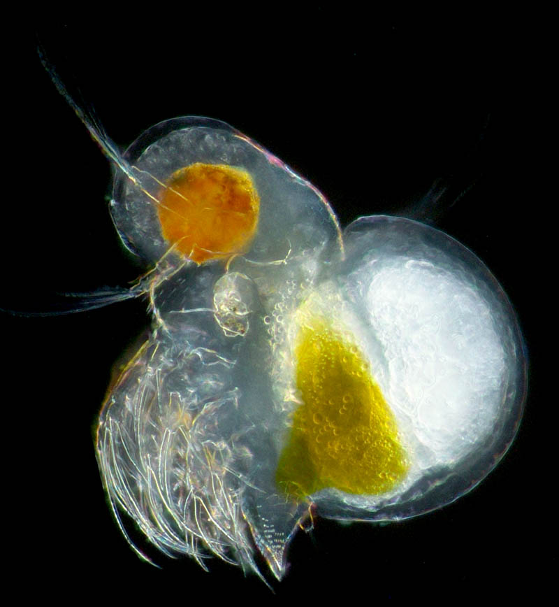 コウミオオメミジンコ　（Podon polyphemoides）の画像
