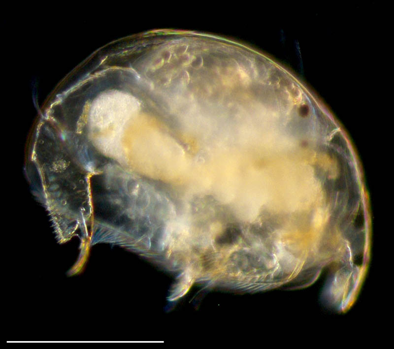 マルミジンコ科（Chydoridae）の画像