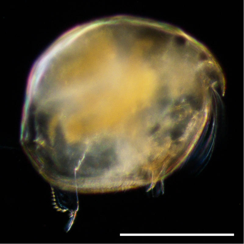 マルミジンコ科（Chydoridae）の画像