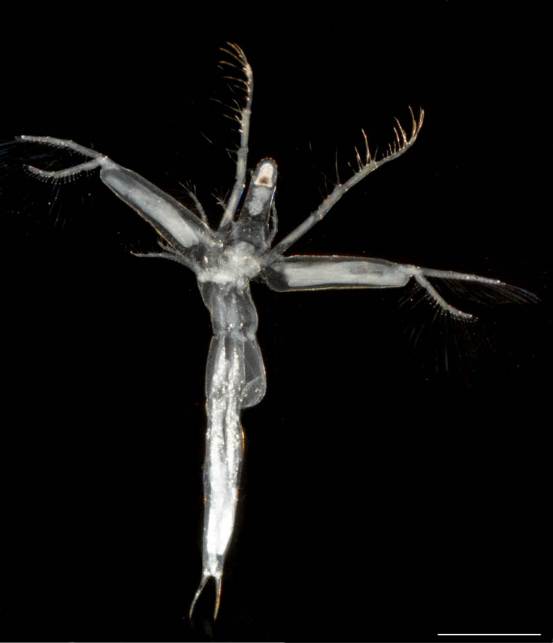 ノロ　（Leptodora richardi）の画像