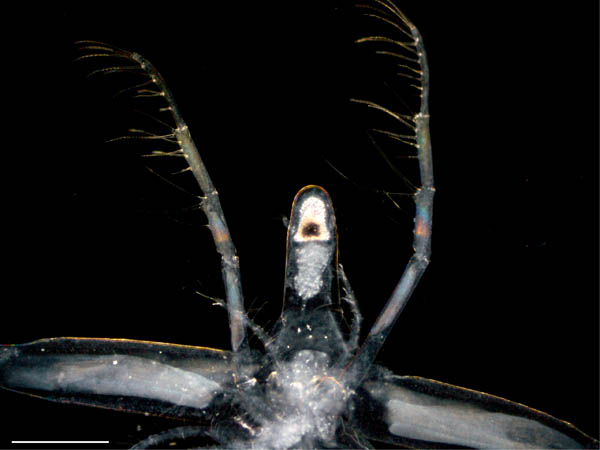 ノロ　（Leptodora richardi）の画像