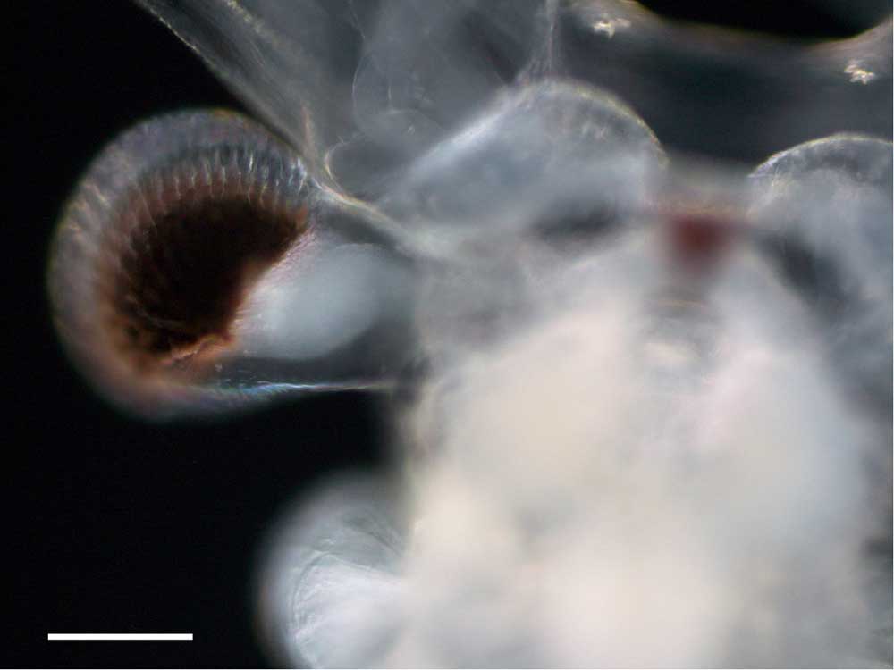 アルテミア (Artemia salina)の成体（雄）の画像です。