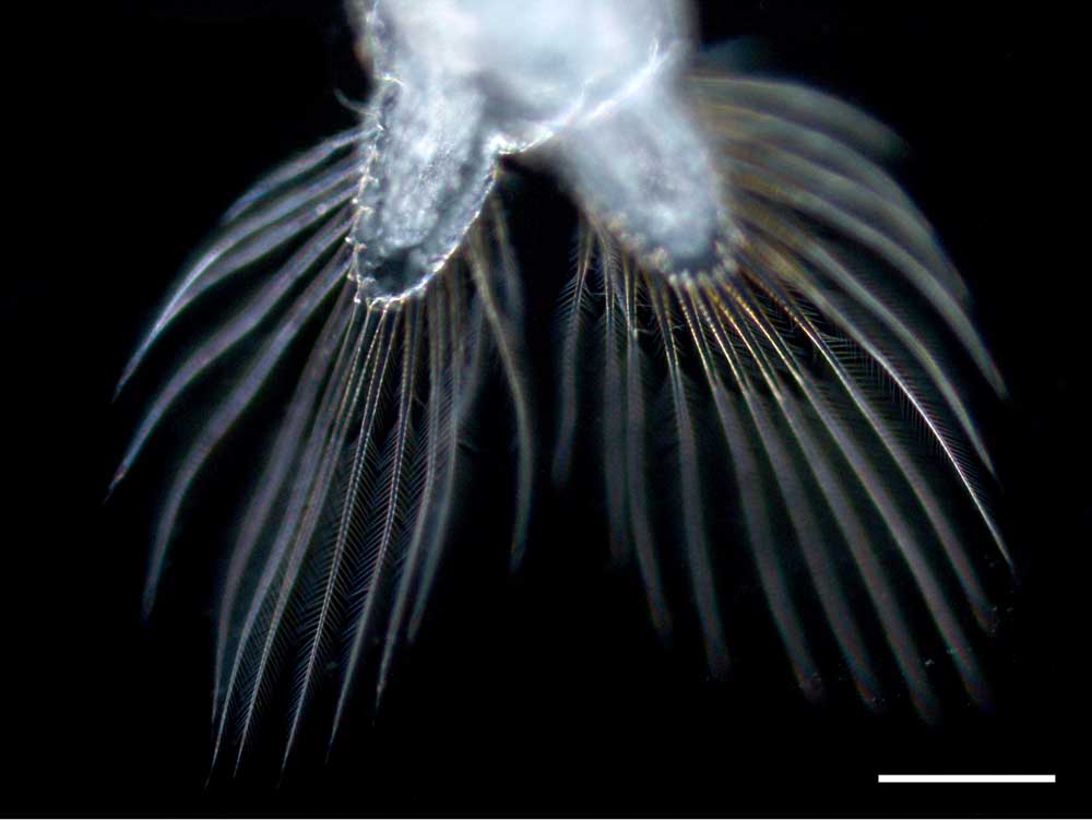 アルテミア (Artemia salina)の成体（雌）の画像です。