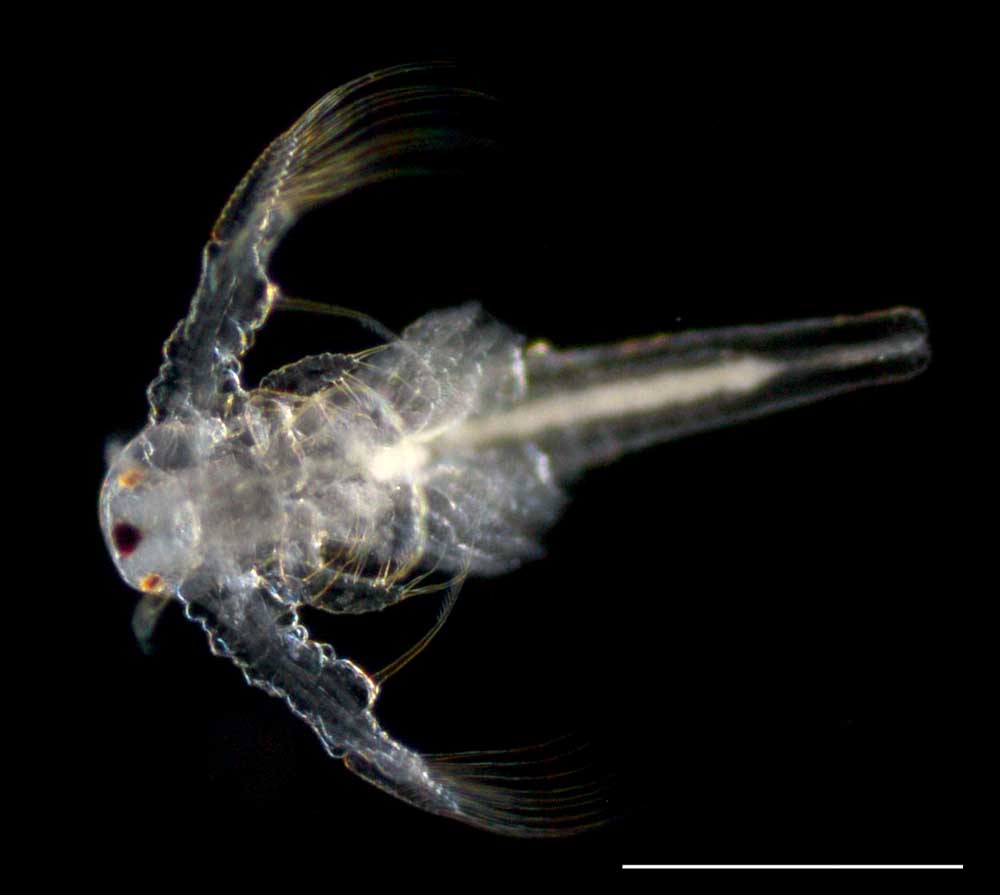 アルテミア (Artemia salina)の幼生8期の画像です。