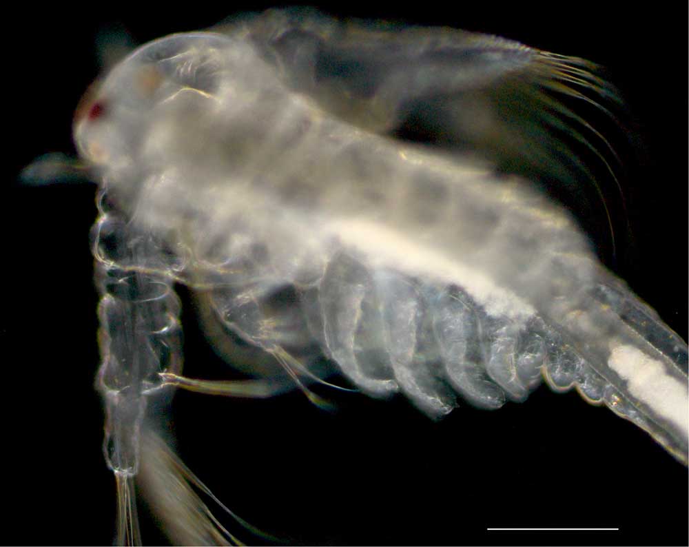アルテミア (Artemia salina)の幼生8期の画像です。