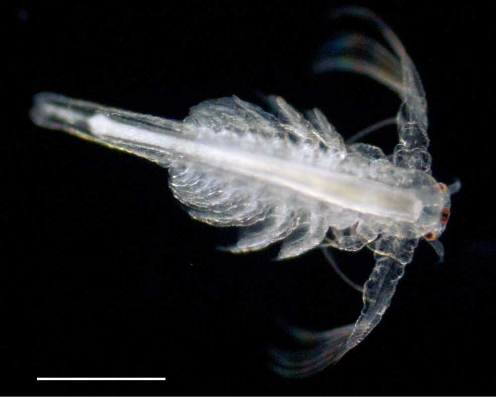 アルテミア (Artemia salina)の幼生10期の画像です。