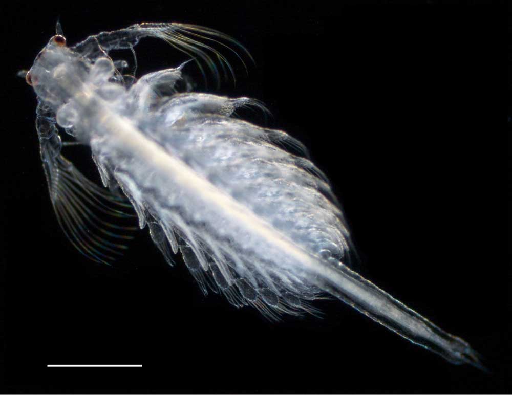 アルテミア (Artemia salina)の幼生12期の画像です。