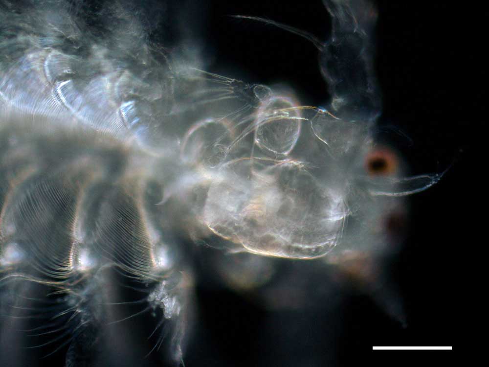 アルテミア (Artemia salina)の幼生12期の画像です。