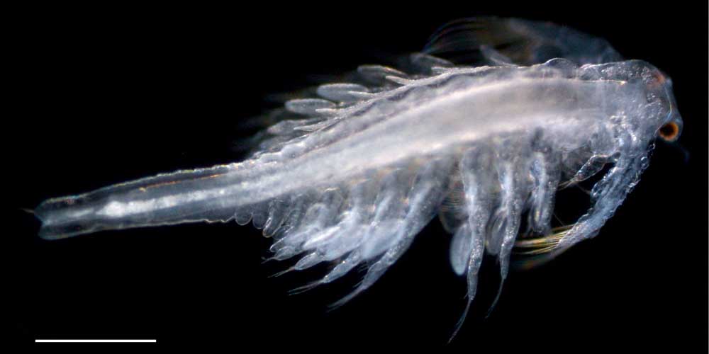 アルテミア (Artemia salina)の幼生11期の画像です。