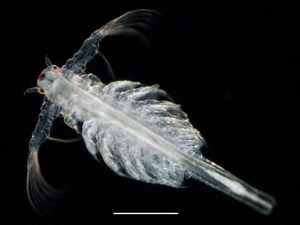 アルテミア (Artemia salina)の幼生11期の画像です。