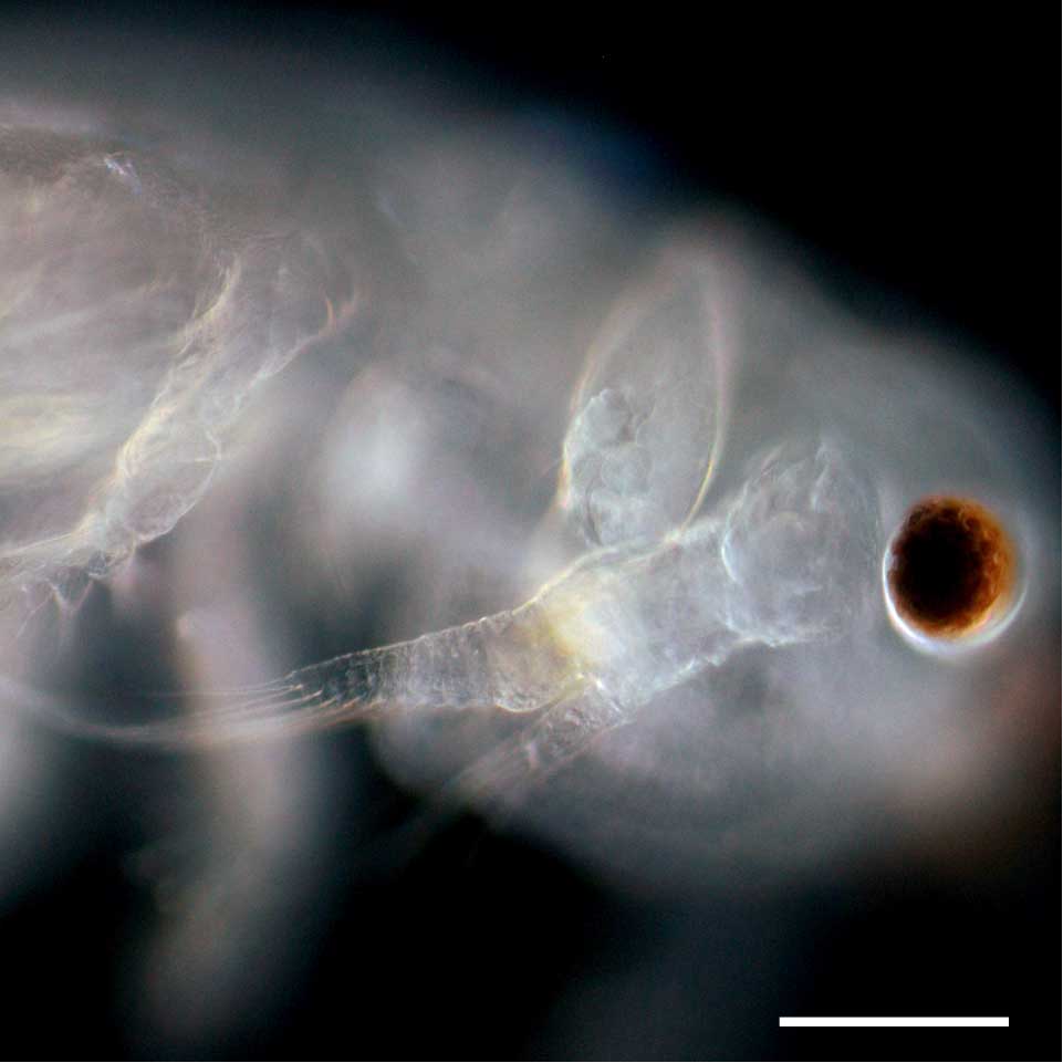 アルテミア (Artemia salina)の幼生13期の画像です。