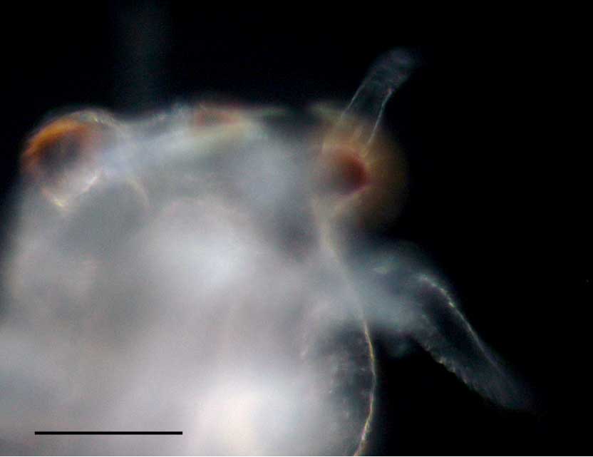 アルテミア (Artemia salina)の幼生14期の画像です。