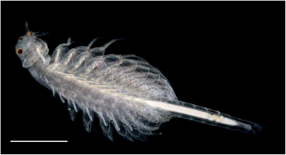 アルテミア (Artemia salina)の幼生14期の画像です。