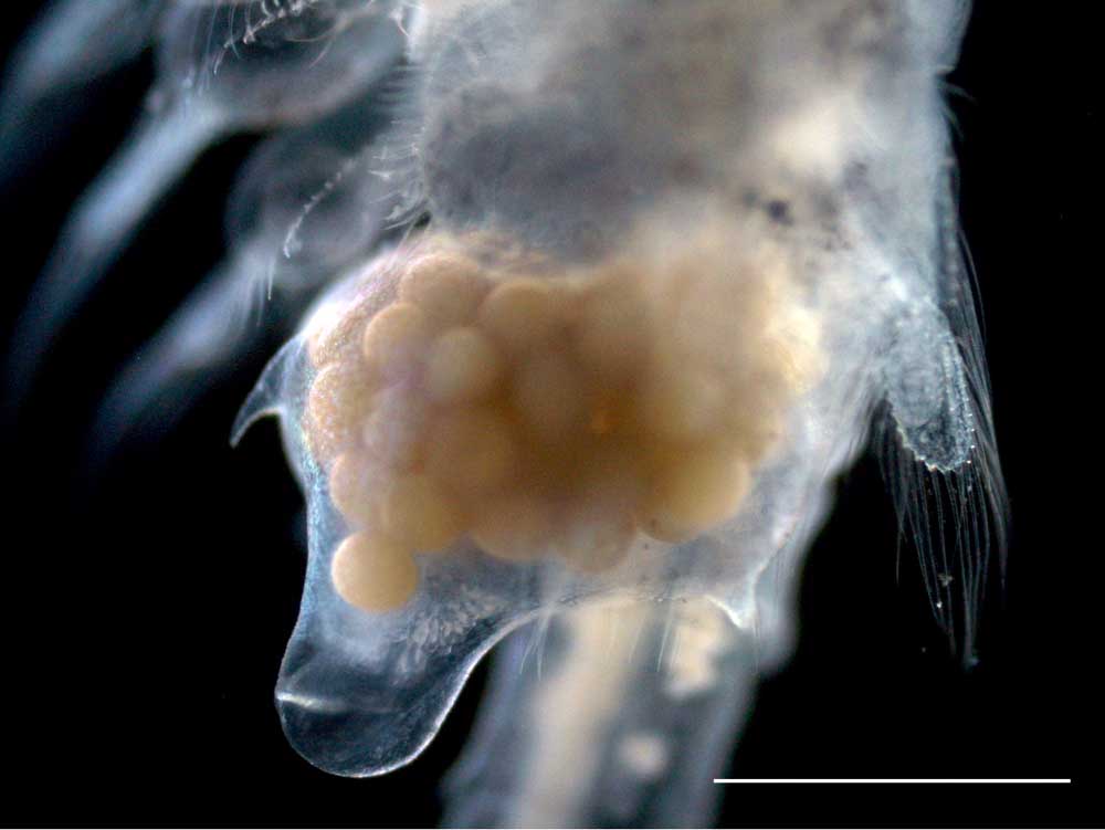 アルテミア (Artemia salina)の成体（雌）の画像です。