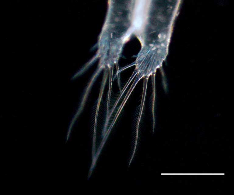 アルテミア (Artemia salina)の成体（雌）？の画像です。