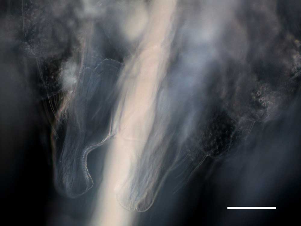 アルテミア (Artemia salina)の成体（雄）の画像です。