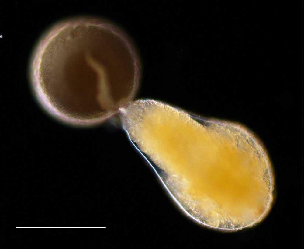 Ae~A (Artemia salina)̛z̉摜łB