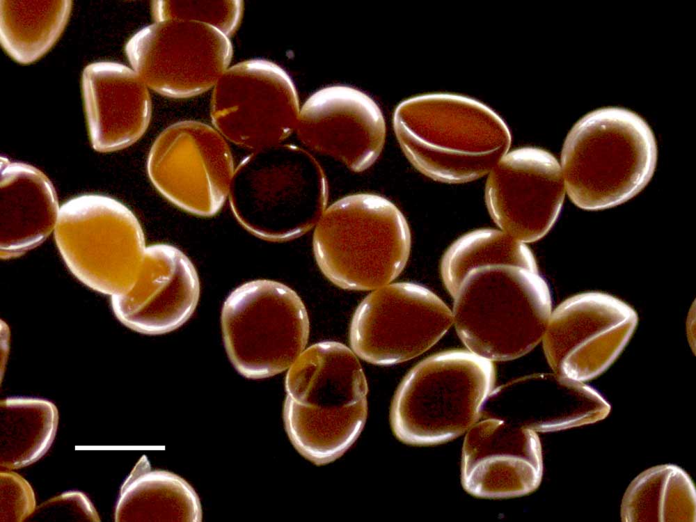Ae~A (Artemia salina)̊̉摜łB