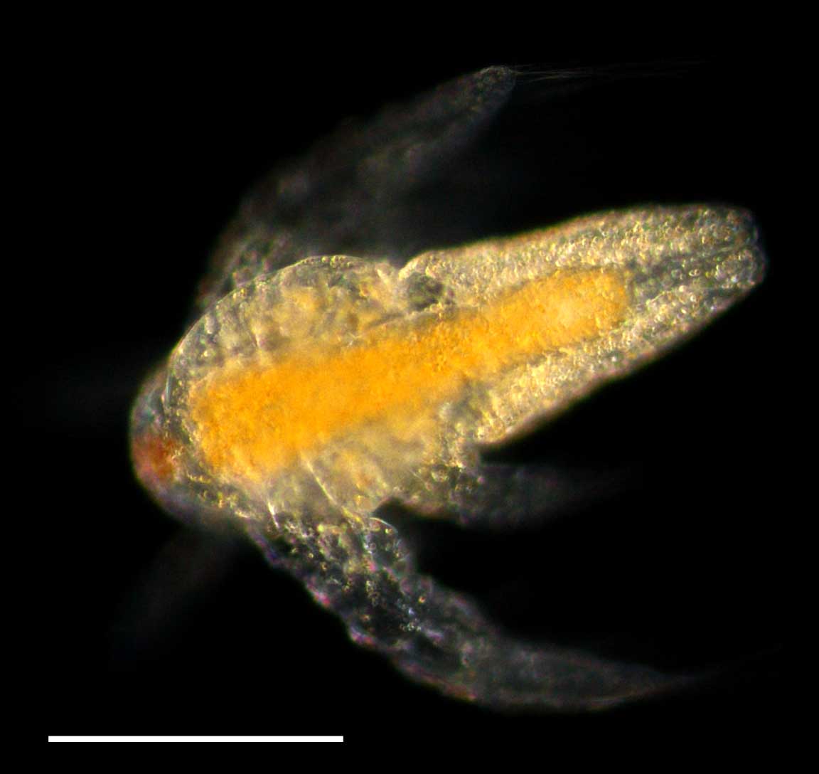 アルテミア (Artemia salina)のノープリウス幼生の画像です。