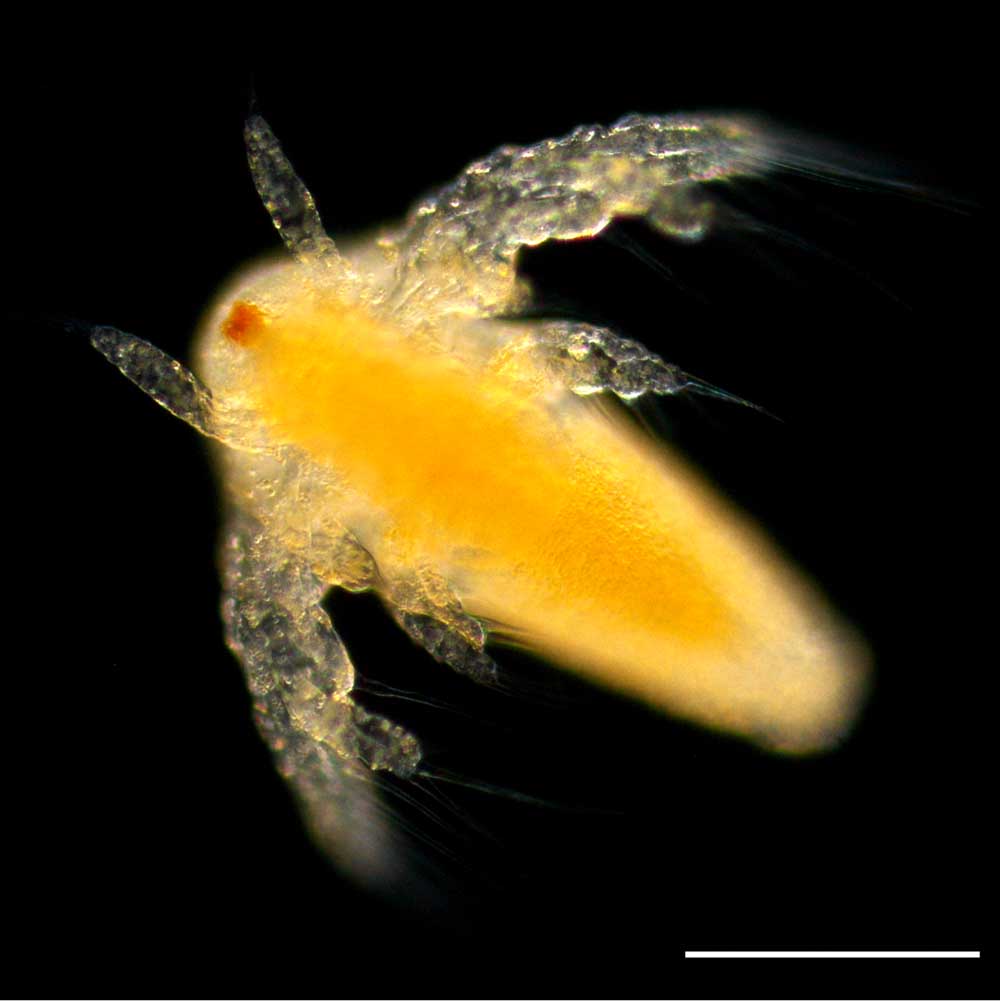 アルテミア (Artemia salina)のノープリウス幼生の画像です。