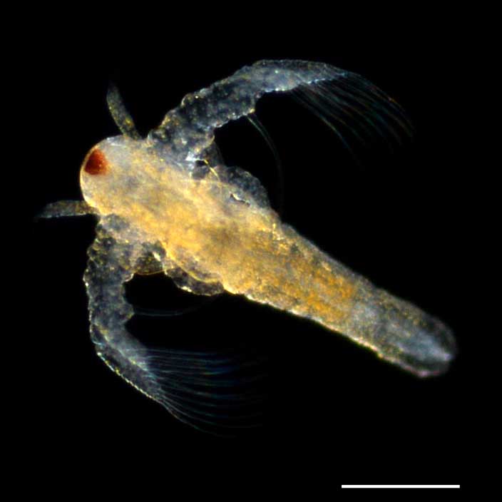 アルテミア (Artemia salina) の幼生1期の画像です。