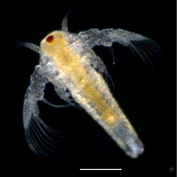 Ae~A (Artemia salina) ̗c1̉摜łB