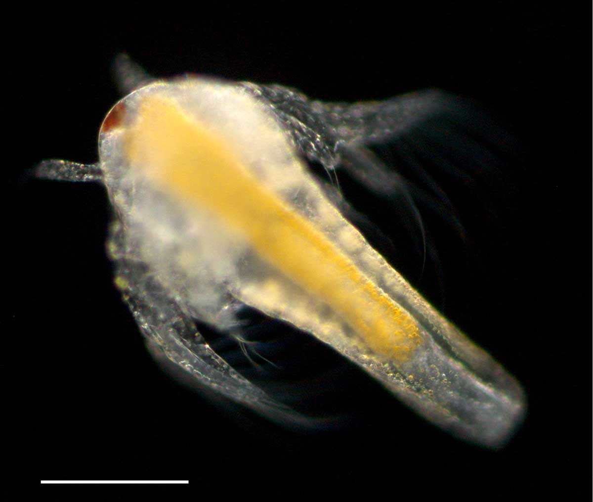 アルテミア (Artemia salina) の幼生1期の画像です。