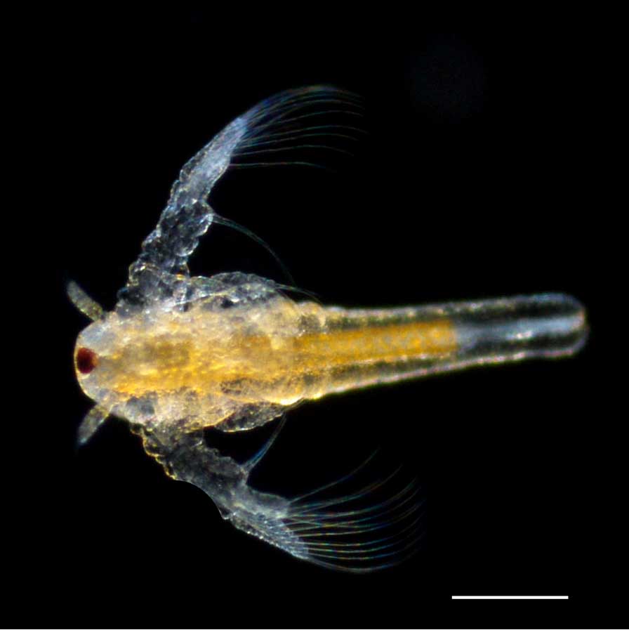 アルテミア (Artemia salina) の幼生2期の画像です。
