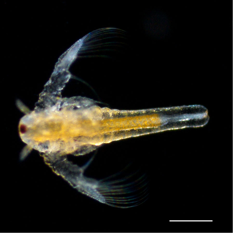 アルテミア (Artemia salina) の幼生2期の画像です。