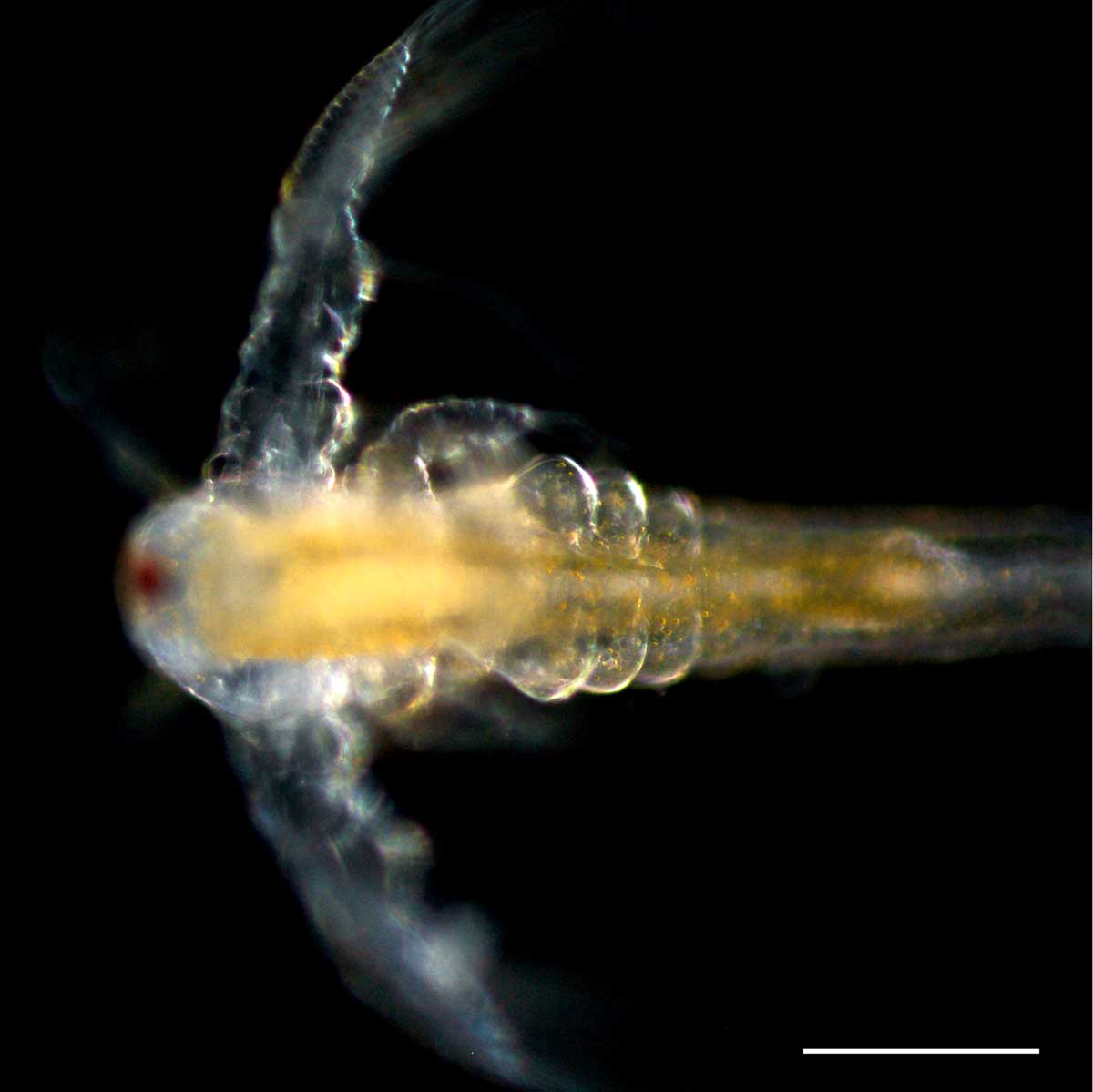アルテミア (Artemia salina) の幼生3期の画像です。