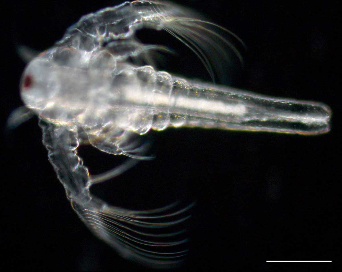 アルテミア (Artemia salina) の幼生3期の画像です。