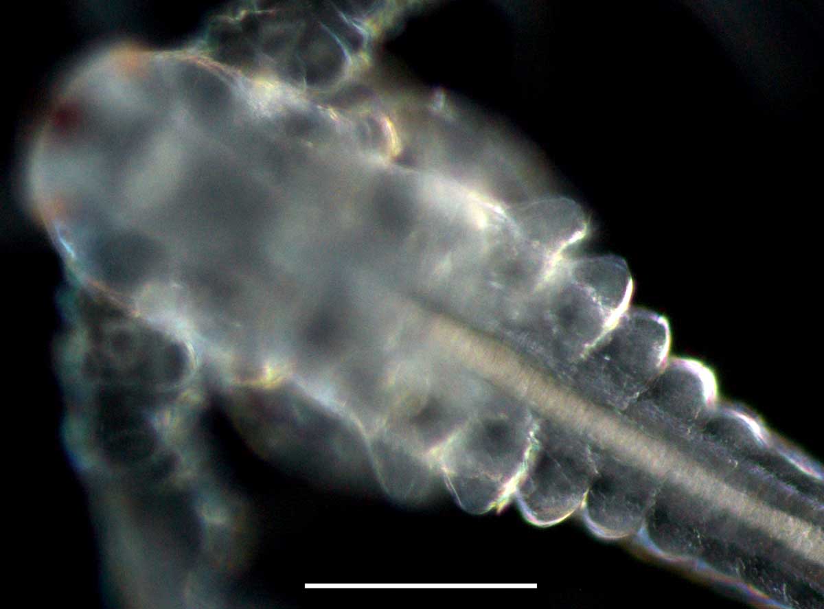 アルテミア (Artemia salina) の幼生5期の画像です。