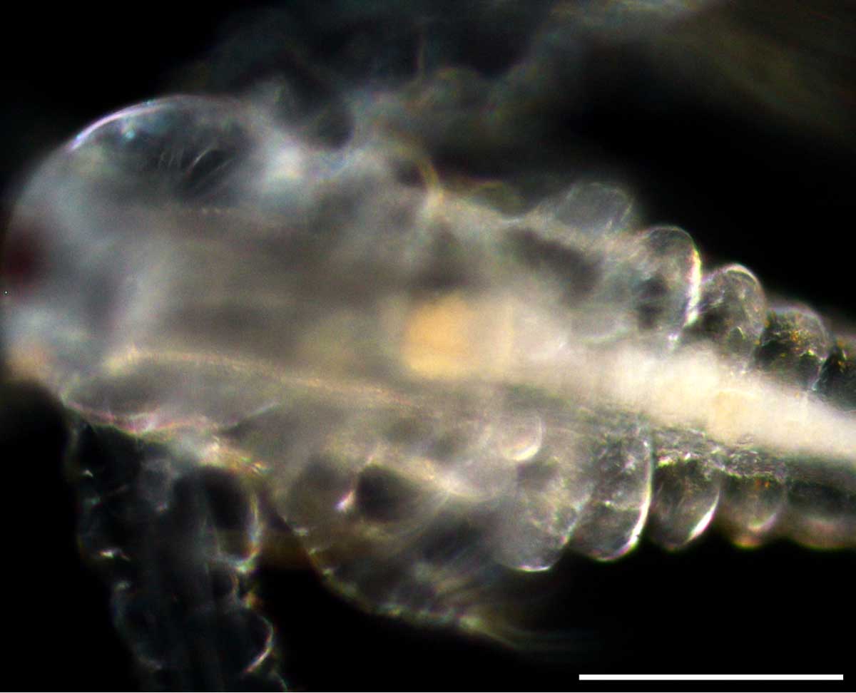アルテミア (Artemia salina) の幼生5期の画像です。