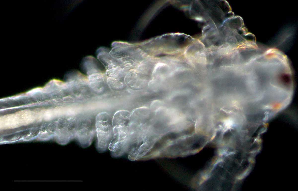 アルテミア (Artemia salina) の幼生6期の画像です。