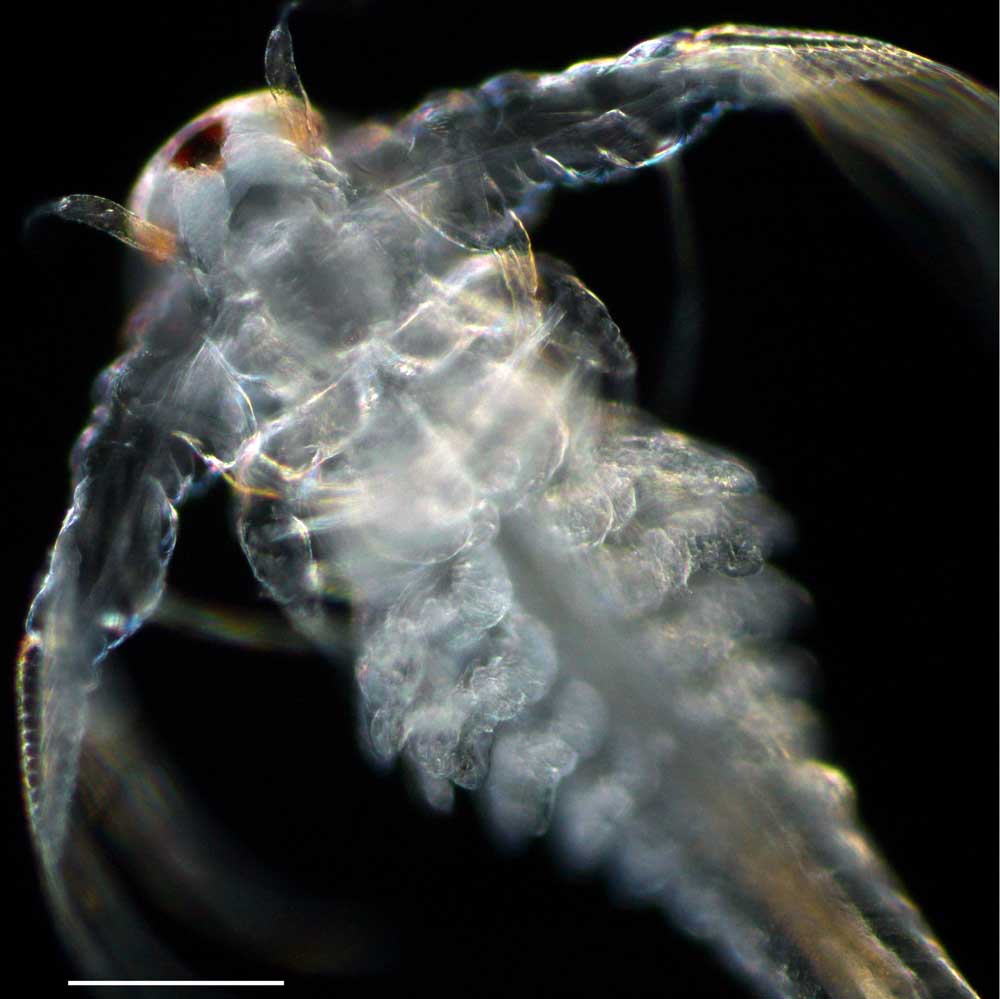 アルテミア (Artemia salina)の幼生7期の画像です。