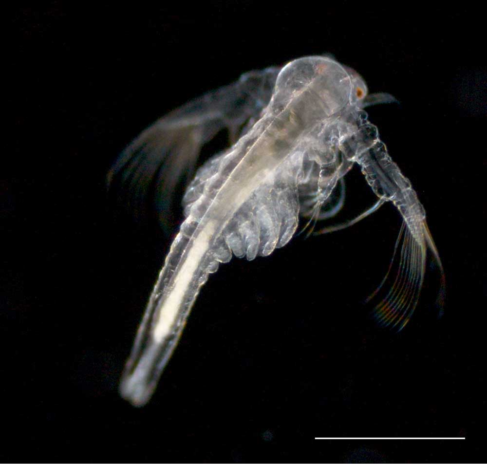 アルテミア (Artemia salina)の幼生7期の画像です。