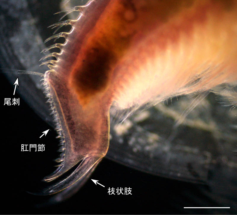トゲカイエビ（Leptestheria kawachiensis）の画像