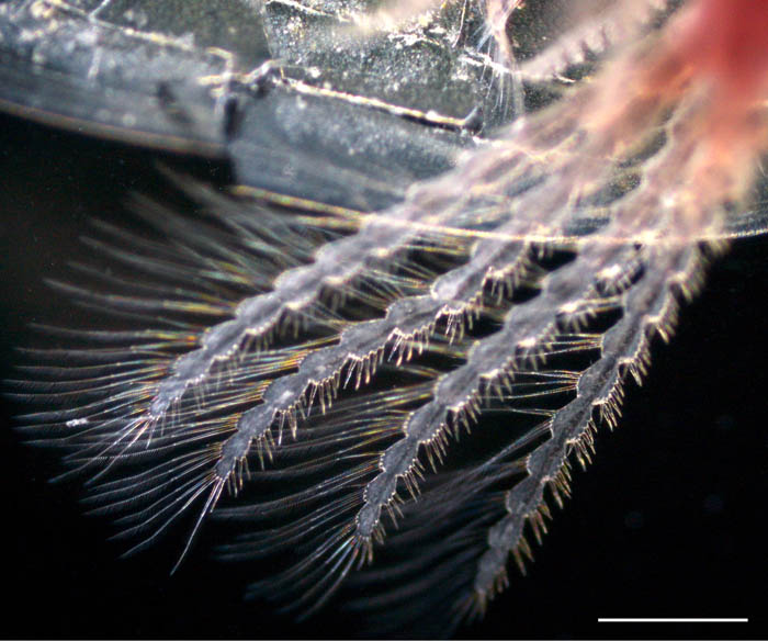 トゲカイエビ（Leptestheria kawachiensis）の画像