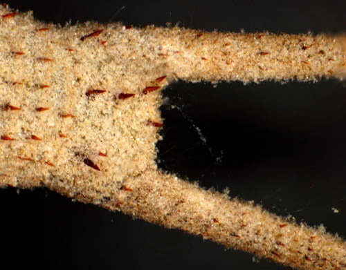 アメリカカブトエビ（Triops longicaudatus）の画像