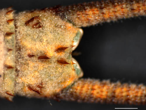 アメリカカブトエビ（Triops longicaudatus）の画像