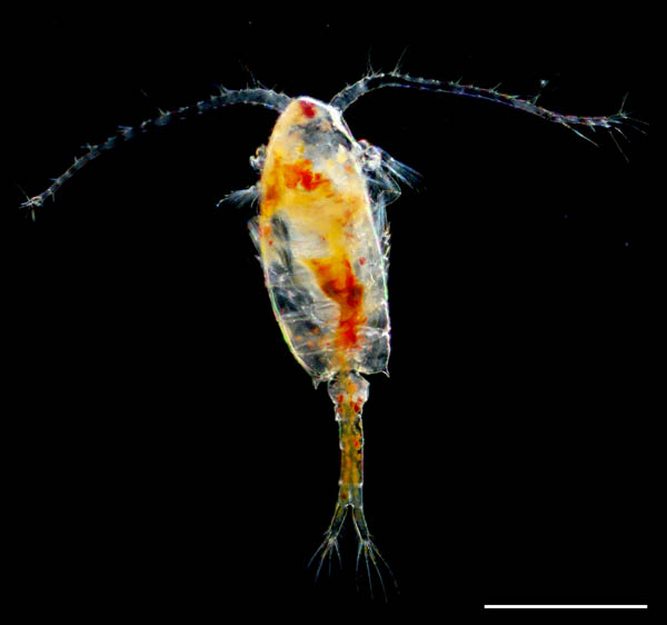 プセウドディアプトムス科(Pseudodiaptomus marinus)の画像