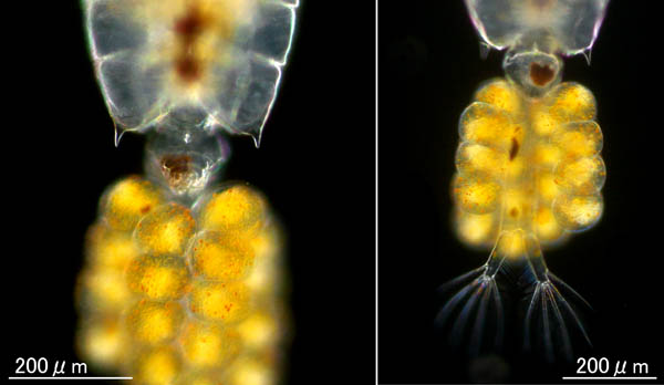 プセウドディアプトムス科(Pseudodiaptomus marinus)の画像