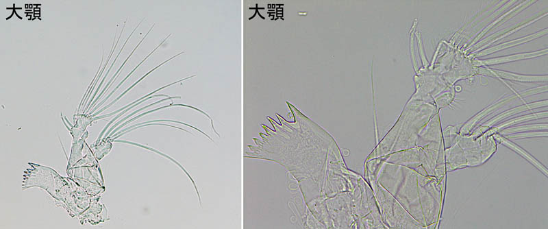 ルシクチア科（Lucicutia flavicornis）の画像