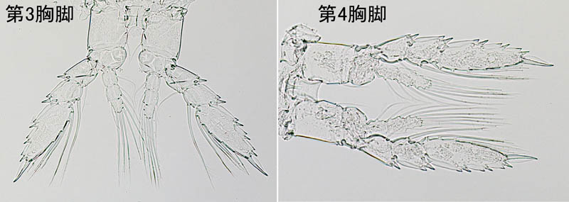 ルシクチア科（Lucicutia flavicornis）の画像