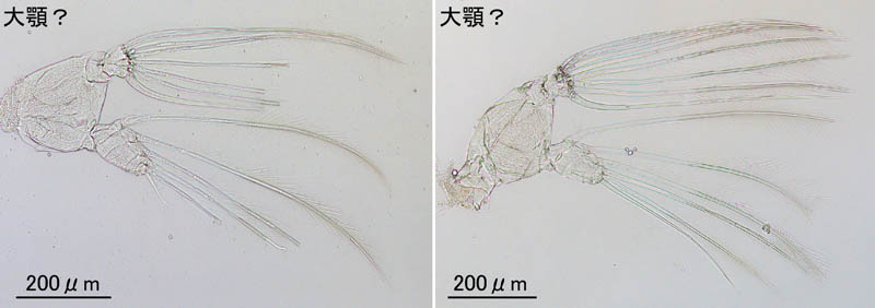 ユウキータ科（Euchaetidae）の画像