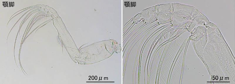 ユウキータ科（Euchaetidae）の画像