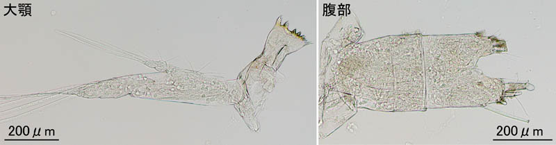 ユウカラヌス科 (Eucalanus bungii のC4幼体)の画像
