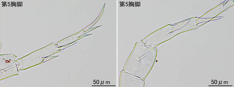 カラノピア（Calanopia elliptica）の画像