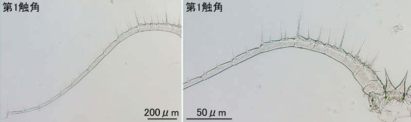 カラノピア（Calanopia elliptica）の画像